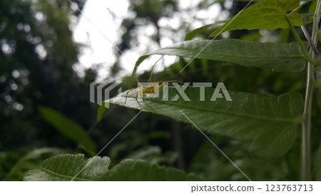View of Lynx spider (oxyopidae) on green leaf. 123763713