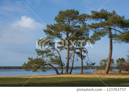 Scenic lakeside view at Plage Lac Sanguinet in Gironde, France under a clear blue sky Scenic lakeside view at Plage Lac Sanguinet in Gironde, France under a clear blue sky 123763737
