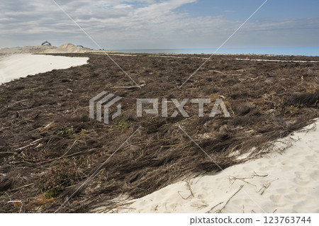 Coastal vegetation impact on Biscarosse dune landscape highlighting environmental changes along 123763744