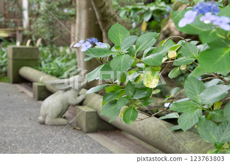 Hydrangea and pigeons Hydrangea and pigeons 123763803