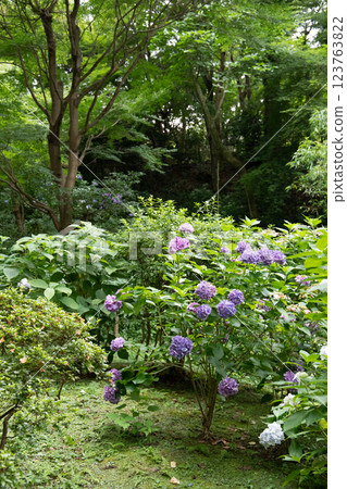 Landscape with hydrangeas Landscape with hydrangeas 123763822