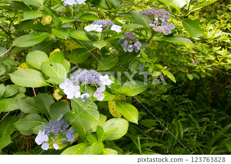 藍色繡球花 藍色繡球花 123763828