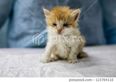 A cute homeless kitten was brought for inspection to the veterinarian. The veterinarian examines a small stray kitten sitting on the table in a veterinary clinic, providing care and treatment. 123764118