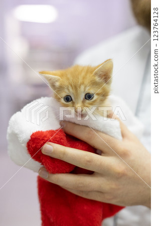A cute kitten sits comfortably in a red and white New Year's hat, being held tenderly by a veterinarian. The scene conveys a combination of festive charm and professional care for a little kitten. A cute kitten sits comfortably in a red and white New Year's hat, being held tenderly by a veterinarian. The scene conveys a combination of festive charm and professional care for a little kitten. 123764128