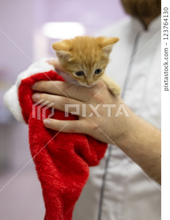 A small kitten comfortably sits in the red hat of Santa, carefully held by the veterinarian. The scene reflects a mixture of festive spirit and professional help to a small kitten in the clinic. A small kitten comfortably sits in the red hat of Santa, carefully held by the veterinarian. The scene reflects a mixture of festive spirit and professional help to a small kitten in the clinic. 123764130