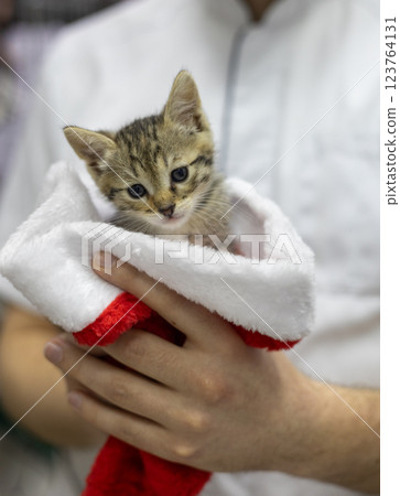 A homeless kitten is looking for a family on New Year's Eve. A vet keeps the cute kitten in a festive Christmas hat, providing comfort and care to the homeless animal during the holiday season. A homeless kitten is looking for a family on New Year's Eve. A vet keeps the cute kitten in a festive Christmas hat, providing comfort and care to the homeless animal during the holiday season. 123764131