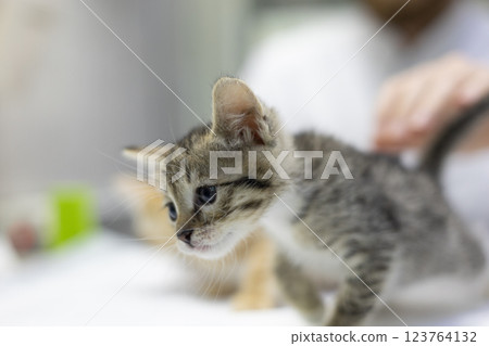 A veterinarian examines a small rescued kitten at a veterinary clinic. An attentive veterinarian provides the necessary medical care and shows compassion to abandoned animals. Homeless kitten. 123764132