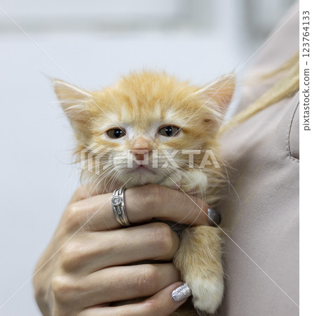 Veterinarian gently holding a small, ginger kitten in a veterinary clinic, offering care and comfort while ensuring the adorable feline feels safe and nurtured. 123764133