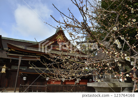 北野天滿宮：初綻的白梅與本殿（京都市上京區） 123764168