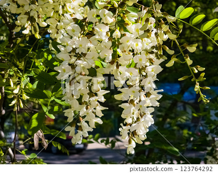 Blooming white acacia Robinia pseudoacacia in spring in the wild Blooming white acacia Robinia pseudoacacia in spring in the wild 123764292