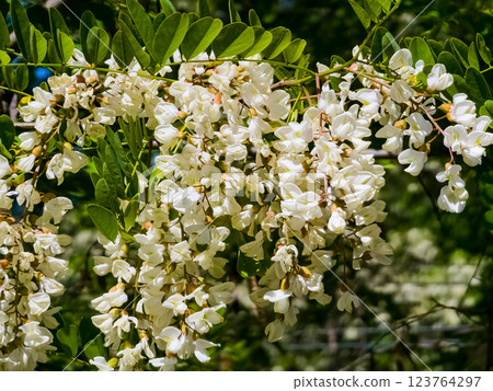 Beautiful white flowers of the white acacia Robinia pseudoacacia, a flowering acacia tree with flowers in the form of inflorescences 123764297