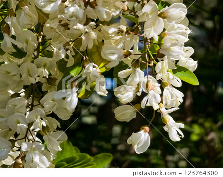 Beautiful white flowers of white acacia Robinia pseudoacacia, a flowering acacia tree with flowers in form of inflorescences Beautiful white flowers of white acacia Robinia pseudoacacia, a flowering acacia tree with flowers in form of inflorescences 123764300