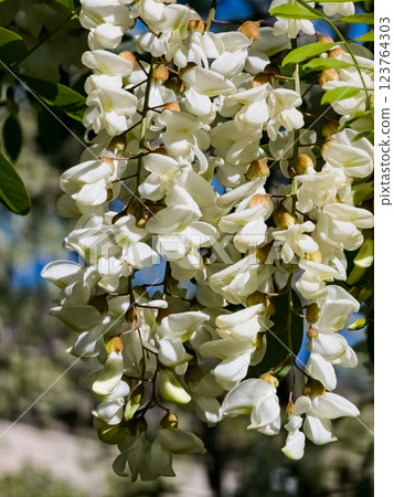 Close-up of blooming white acacia Robinia pseudoacacia in spring in wild. Blurred background. Vertical 123764303