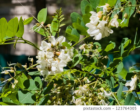 Beautiful white flowers of white acacia Robinia pseudoacacia, a flowering acacia tree 123764305