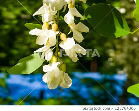 Close-up of blooming white acacia Robinia pseudoacacia in spring in the wild Close-up of blooming white acacia Robinia pseudoacacia in spring in the wild 123764306