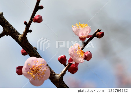 梅花粉紅色 梅花粉紅色 123764382