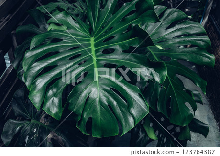 Herb wall, plant wall, natural green wallpaper and background.  123764387