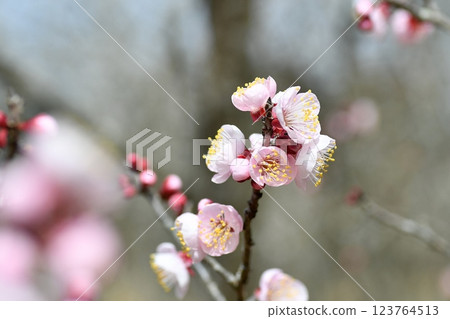 Plum blossoms pink 123764513