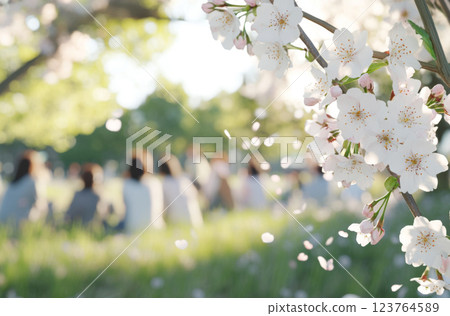 White Cherry blossoms in sunny park with blurred people enjoying spring day White Cherry blossoms in sunny park with blurred people enjoying spring day 123764589