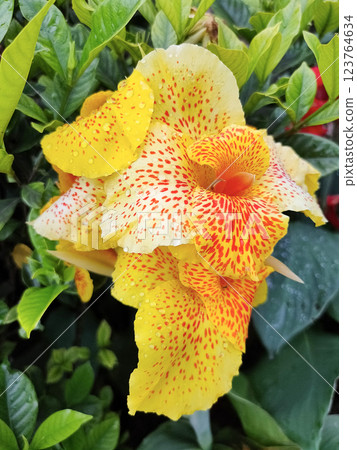 Canna Yellow King Humbert thrives in warm, moist conditions with full to partial sun exposure. 123764634