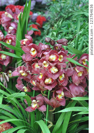 Cymbidium vogel magic, orchid blooms in the garden Cymbidium vogel magic, orchid blooms in the garden 123764636