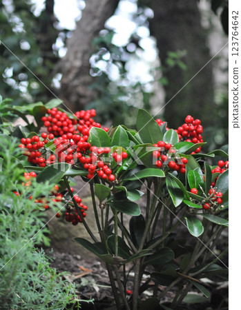 Skimmia japonica, is an attractive plant with beautiful red berrie Skimmia japonica, is an attractive plant with beautiful red berrie 123764642