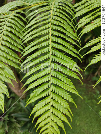 Close up view Sphaeropteris cooperi or Cyathea cooperi lacy tree fern, scaly tree fern alsk known Austrialian tree fern green leaf fronds and leaflets texture and pattern Close up view Sphaeropteris cooperi or Cyathea cooperi lacy tree fern, scaly tree fern alsk known Austrialian tree fern green leaf fronds and leaflets texture and pattern 123764644