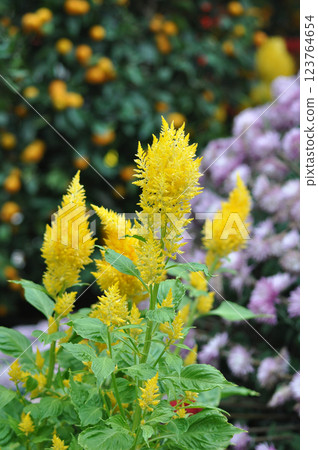 celosia plant with yellow flowers in indonesia 123764654