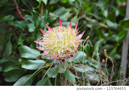 Exotic giant protea artichoke flower 123764655
