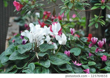 Beautiful bush of wild pink cyclamens at spring in a forest Beautiful bush of wild pink cyclamens at spring in a forest 123764658