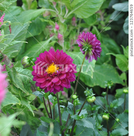 An exotic view of the vibrant magenta flowers of Dahlia Pinnata in the park. 123764659
