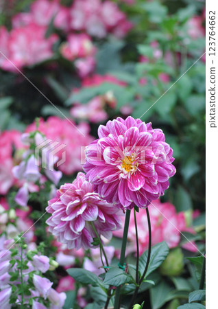 An exotic view of the vibrant magenta flowers of Dahlia Pinnata in the park. 123764662