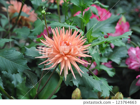 A closeup view of a red Dahlia pinnata garden flower. 123764663