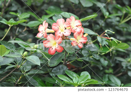 Close up, beautiful, natural Vireya Rhododendrons flower plants Close up, beautiful, natural Vireya Rhododendrons flower plants 123764670