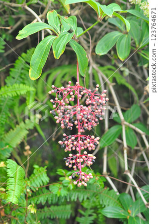 Beautiful blooming bright pink Medinilla magnifica, Philippine Orchid, inside greenhouse on green pants background. Gardening hobby, plant breeding and cultivation Beautiful blooming bright pink Medinilla magnifica, Philippine Orchid, inside greenhouse on green pants background. Gardening hobby, plant breeding and cultivation 123764671