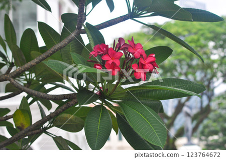 Red Plumeria or frangipani flower with foliage in natural background 123764672