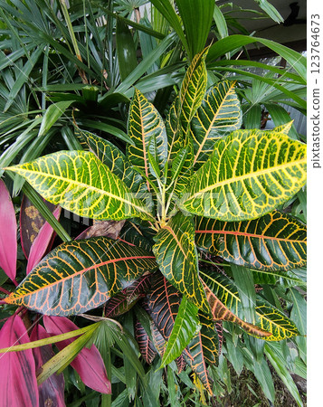 Codium variegated at green garden 123764673