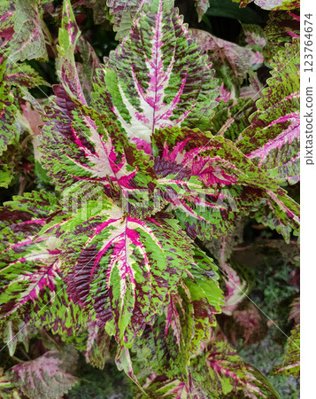 The colorful leaves of Coleus or Plectranthus scutellarioides . Beautiful leaves are popular for planting 123764674