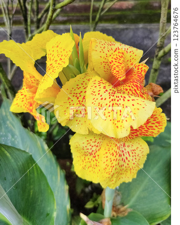 Canna Yellow King Humbert thrives in warm, moist conditions with full to partial sun exposure. Canna Yellow King Humbert thrives in warm, moist conditions with full to partial sun exposure. 123764676