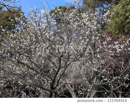 White plum White plum 123764910