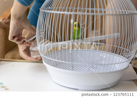 Woman changing water in bird cage with green budgie parrot 123765111