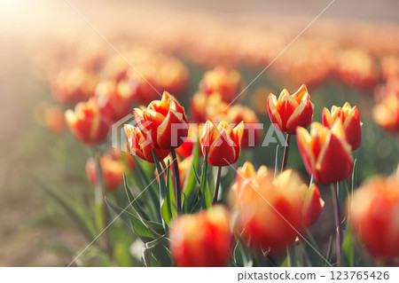 Bright scenic close-up detail view of fresh growing red yellow tulips row against warm sunset evening light. Floral blooming Dutch plant farmland backdrop. Nature blossoming landscape 123765426
