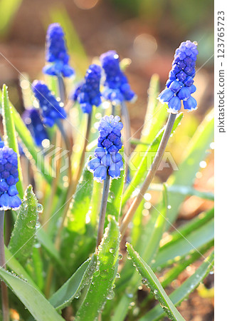 Delicate muscari flowers in the garden at dawn in drops of dew and light,Abstract floral spring defocused background in pastel colors with soft focus and bokeh.Beautiful postcard or banner Delicate muscari flowers in the garden at dawn in drops of dew and light,Abstract floral spring defocused background in pastel colors with soft focus and bokeh.Beautiful postcard or banner 123765723