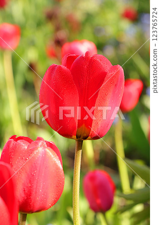 Delicate tulip flowers in the garden at dawn in drops of dew and light,Abstract floral spring defocused background in pastel colors with soft focus and bokeh.Beautiful postcard or banner Delicate tulip flowers in the garden at dawn in drops of dew and light,Abstract floral spring defocused background in pastel colors with soft focus and bokeh.Beautiful postcard or banner 123765724