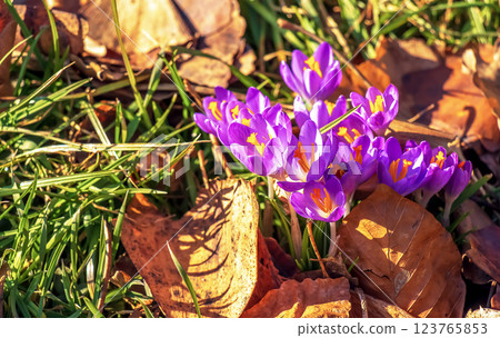 Crocus flowers on a clear sunny day. Fresh spring crocus close-up. Spring concept. Crocus flowers on a clear sunny day. Fresh spring crocus close-up. Spring concept. 123765853