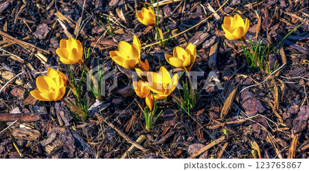 Background of yellow crocus flowers on a clear sunny day. Fresh spring crocus close-up. Background of yellow crocus flowers on a clear sunny day. Fresh spring crocus close-up. 123765867