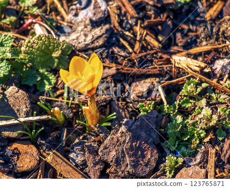 Yellow crocus flower on clear sunny day. Fresh spring crocus close-up. Yellow crocus flower on clear sunny day. Fresh spring crocus close-up. 123765871