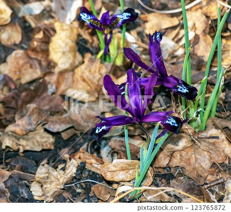 Close-up of a purple crocus flower with an intricate pattern in early spring. Close-up of a purple crocus flower with an intricate pattern in early spring. 123765872
