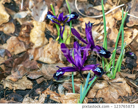 Close-up of a purple crocus flower with an intricate pattern in early spring. Spring concept. 123765873