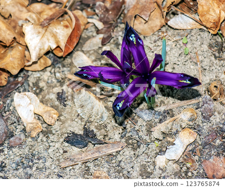 Purple crocus flower with intricate pattern in early spring. Purple crocus flower with intricate pattern in early spring. 123765874